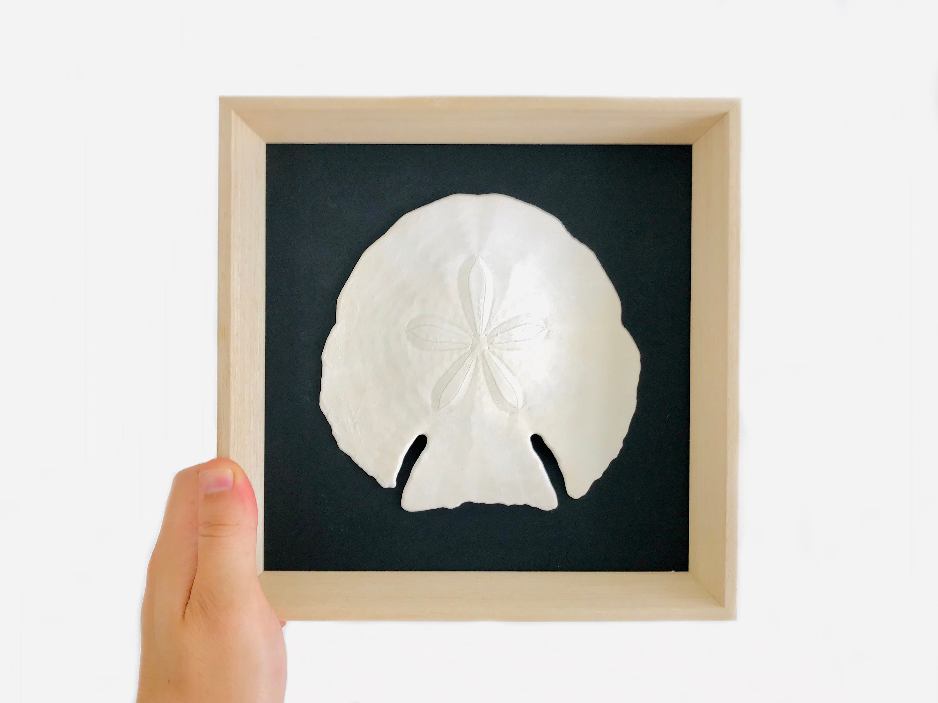 Cadre Coquillage, Cadre Oursin, Dollar Des Sables, Coquillage Encadré, Décoration Murale, Cabinet de