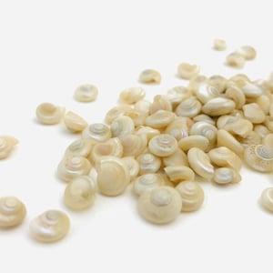 Conchiglia, mini conchiglia, conchiglia perlata, madreperla, decorazione di conchiglia, lumaca, lumaca di madreperla, conchiglia bianca, perla, perla di madreperla