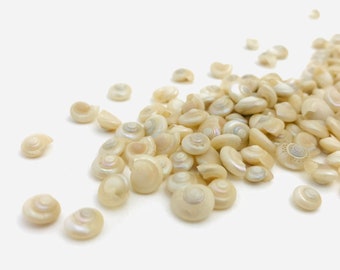 Seashell, mini seashell, mother-of-pearl seashell, mother-of-pearl, seashell decoration, snail, mother-of-pearl snail, white seashell, pearl, mother-of-pearl