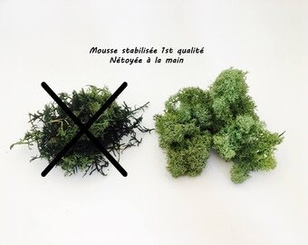 Stabilized, moss green moss, MOSS terrarium Moss dried reindeer Moss