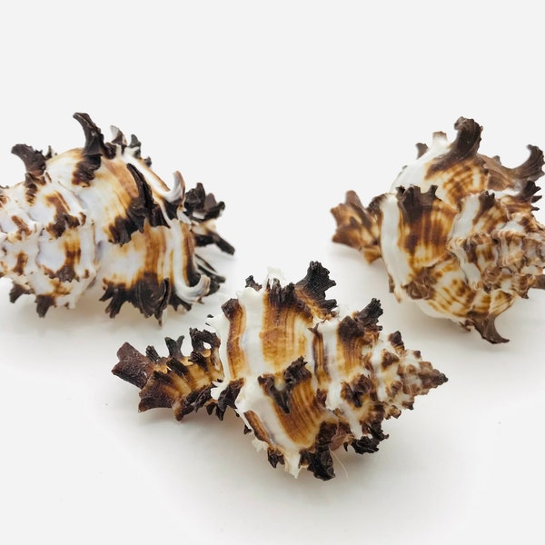Murex endivia, black and white seashell, cabinet of curiosities, collectible seashell, hexaplex cichoreum, decorative seashell, taxidermy