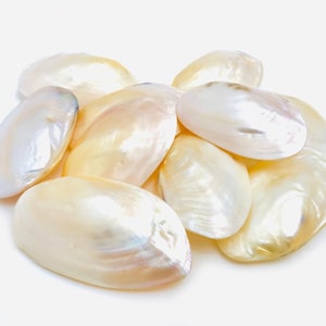 Peut inclure: Un groupe de huit coquillages blancs irisés avec une finition nacrée. Les coquillages sont de forme ovale et ont une surface lisse et brillante.