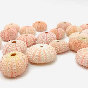 Pink sea urchin, small sea urchin, sea urchin test, sea urchin shell, small pink seashell, curiosity cabinet, pink seashell, wedding decoration