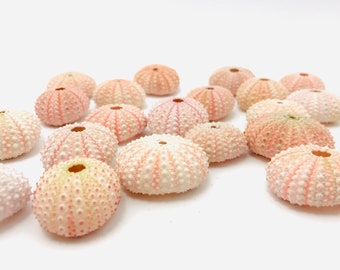 Pink sea urchin, small sea urchin, sea urchin test, sea urchin shell, small pink shell, cabinet of curiosities, pink shell, wedding decoration