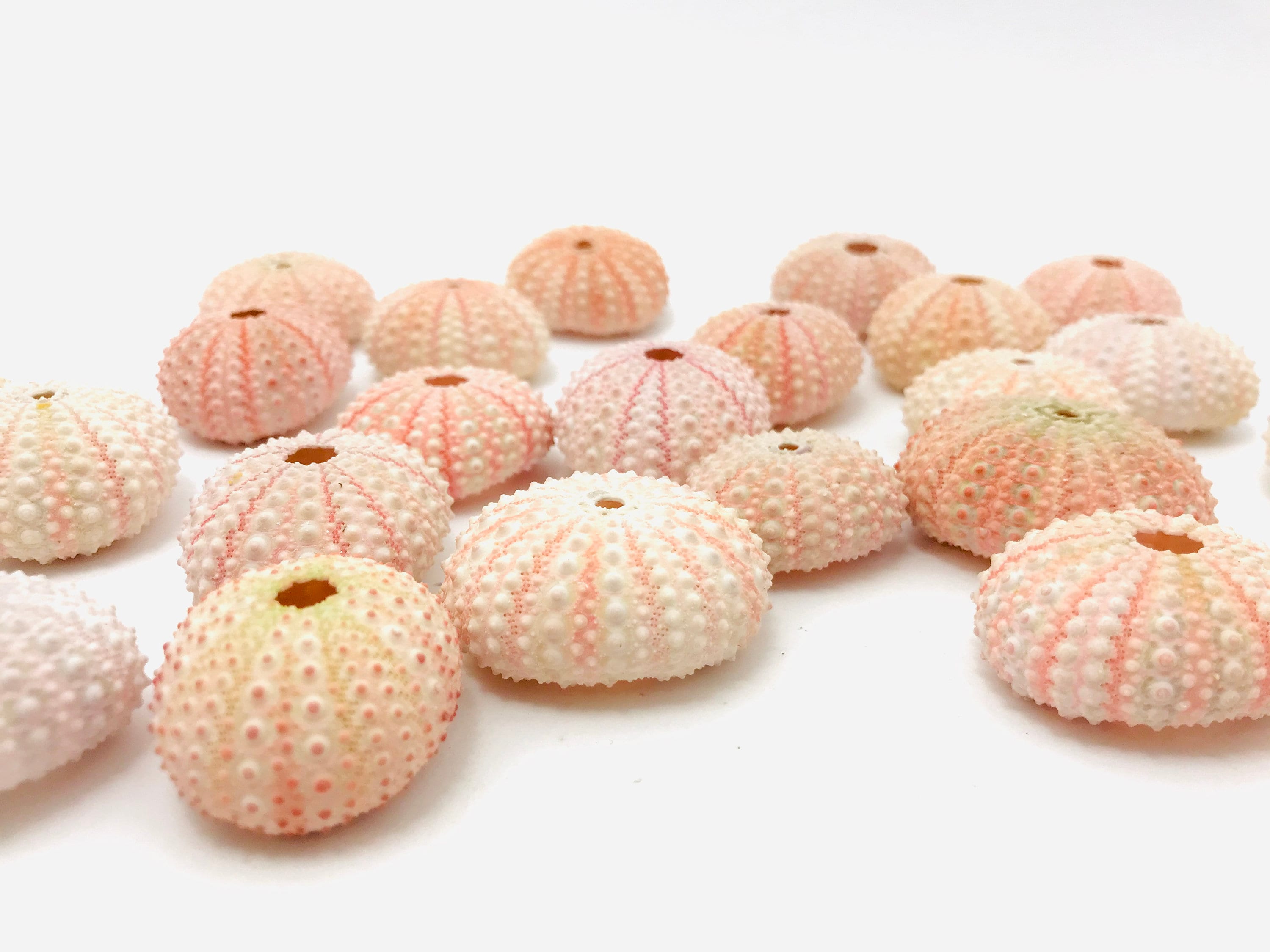 7 Belles Coquilles D'oursins Pour Porte-plante D'air Amoureux De La