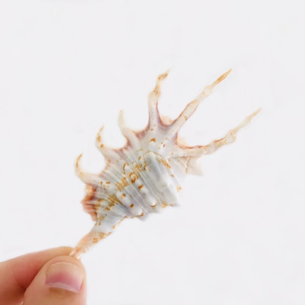 Seashell, conch, conch, cabinet of curiosities, collectible seashell, small seashell, scorpion conch, decorative seashell