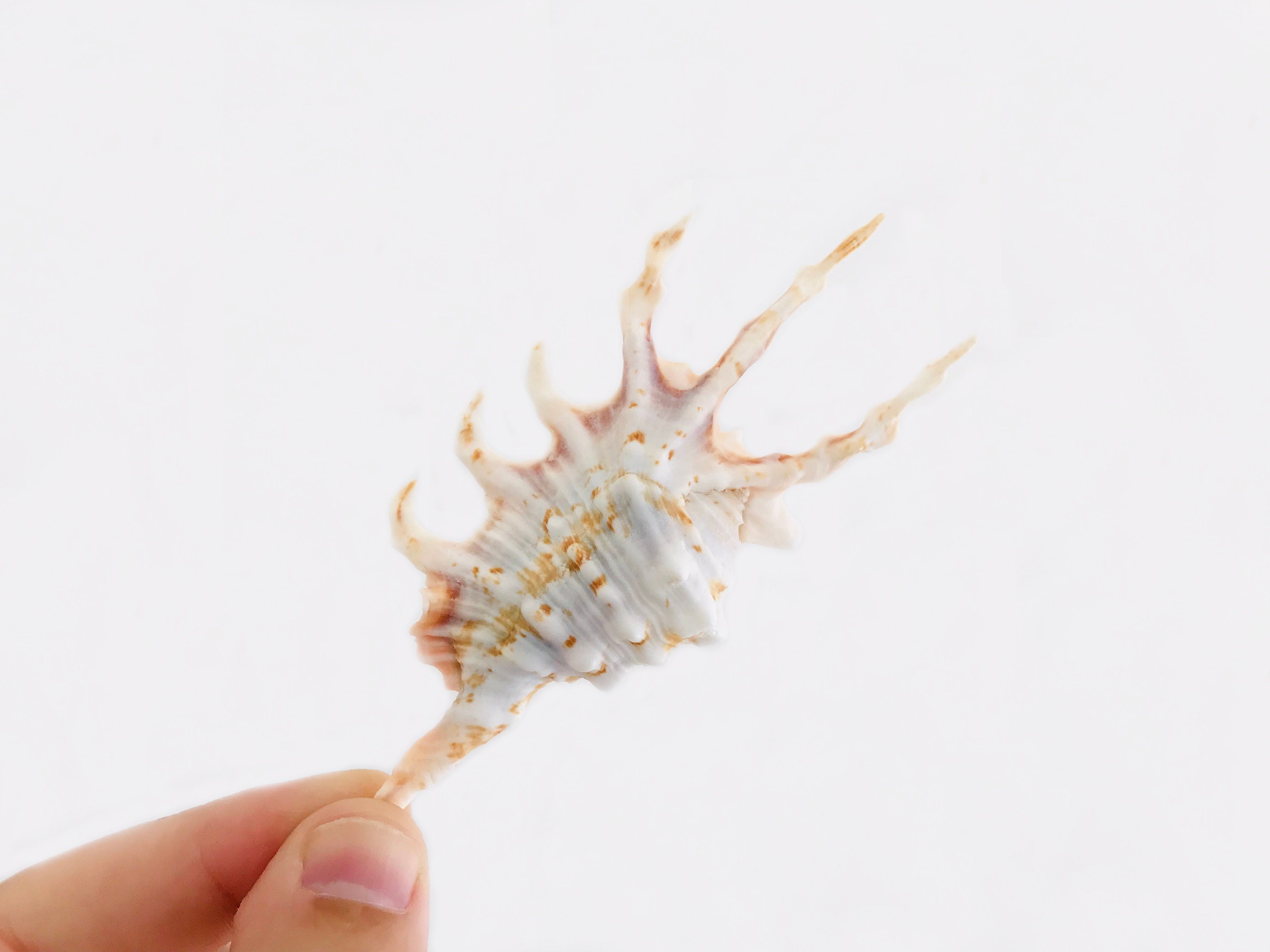 Coquillage, Lambis Scorpius, Lambis, Cabinet de Curiosité, Coquillage Collection, Petit Coquillage, 