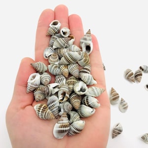Op de afbeelding: Een hand die een stapel kleine, witte en bruine schelpen vasthoudt. De schelpen zijn kegelvormig en hebben een spiraalvormig patroon. Er liggen ook wat schelpen verspreid op het witte oppervlak.