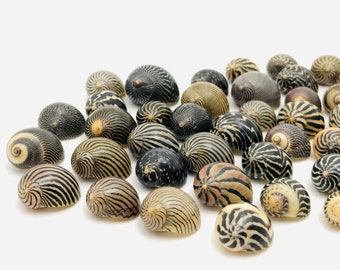 Small striped shells, neritina, cabinet of curiosities, collector&#39;s shell, zebra shells for creative leisure, nerite shell