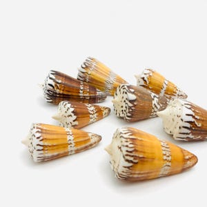 Conus generalis, shell, cone shell, curiosity cabinet, collector&#39;s shell, conus, exotic shell, conidae
