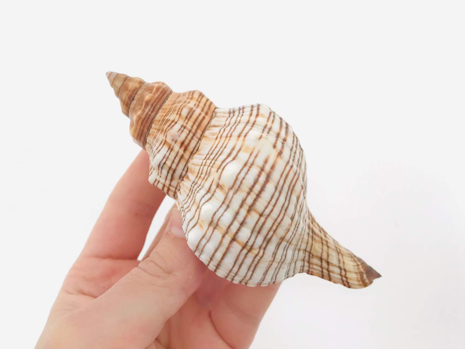 Fasciolaria trapezium, grand coquillage, cabinet de curiosité, coquillage de collection
