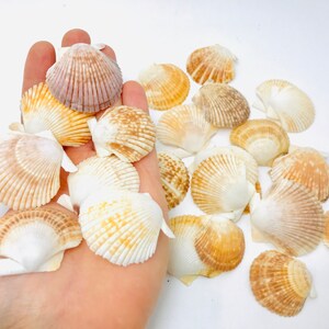 Puede incluir: Una colecci&oacute;n de conchas marinas en varios tonos de blanco, beige y marr&oacute;n. Las conchas est&aacute;n dispuestas en una mano, con algunas que se derraman sobre una superficie blanca.