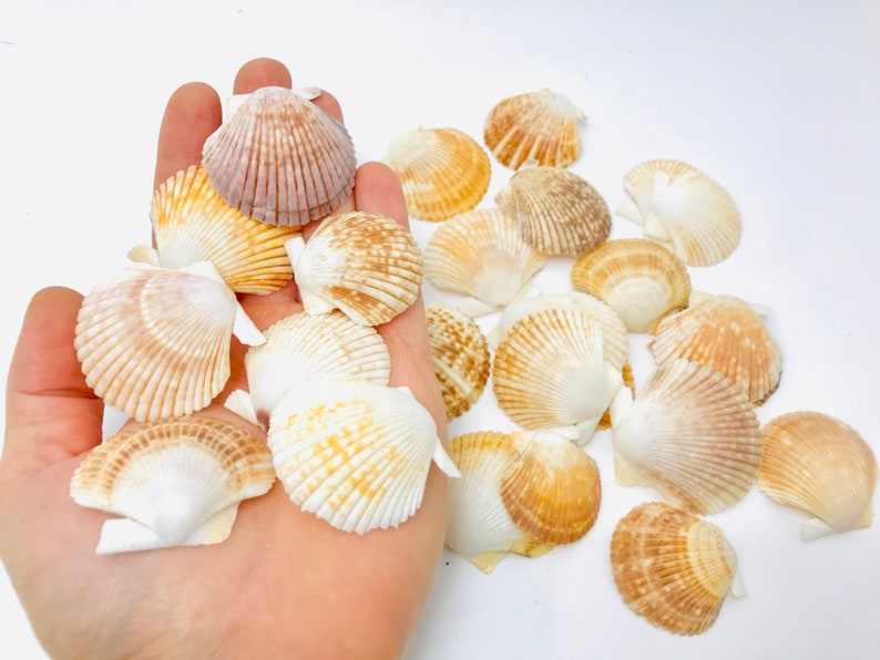 Puede incluir: Una colecci&oacute;n de conchas marinas en varios tonos de blanco, beige y marr&oacute;n. Las conchas est&aacute;n dispuestas en una mano, con algunas que se derraman sobre una superficie blanca.