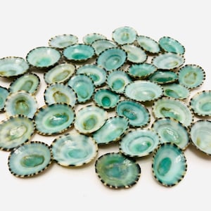 Limpet, 20 pcs, green limpet, shell, green shell, curiosity cabinet, small shell, creative hobbies, mini shell