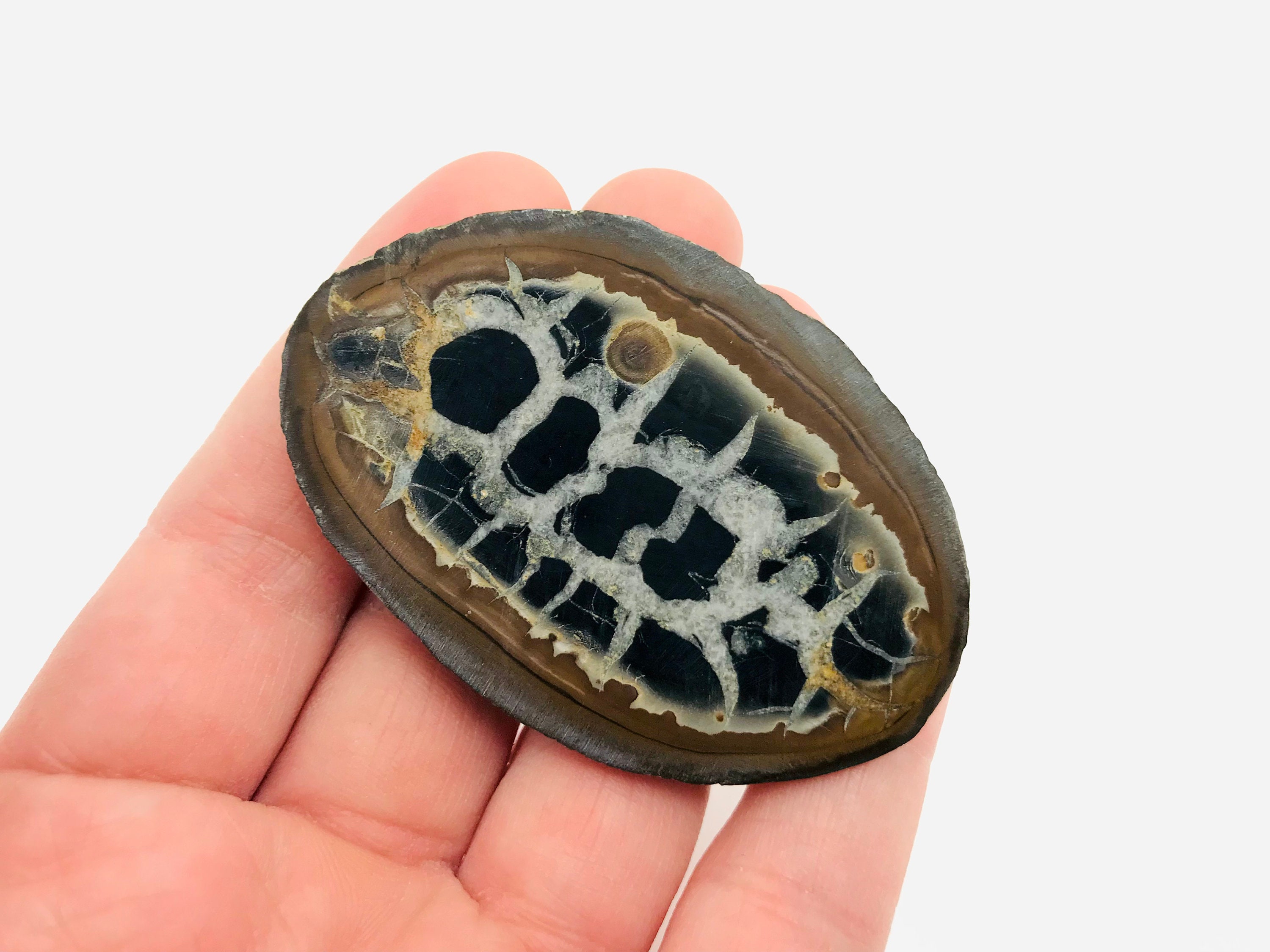 Septaria, Nodule Septaria, Pierre de Dragon, Septaria Maroc, Minéraux, Polie, Cabinet Curiosité, Lit