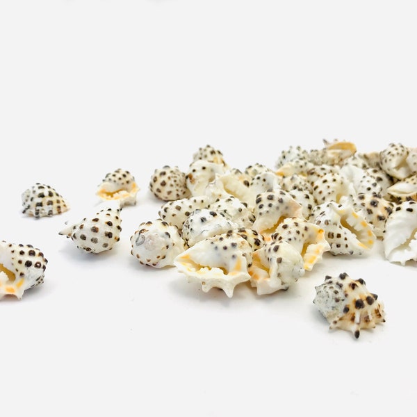 Drupa ricinus, small shell, white shell, craft shell, white and black shell, drupa, curiosity cabinet