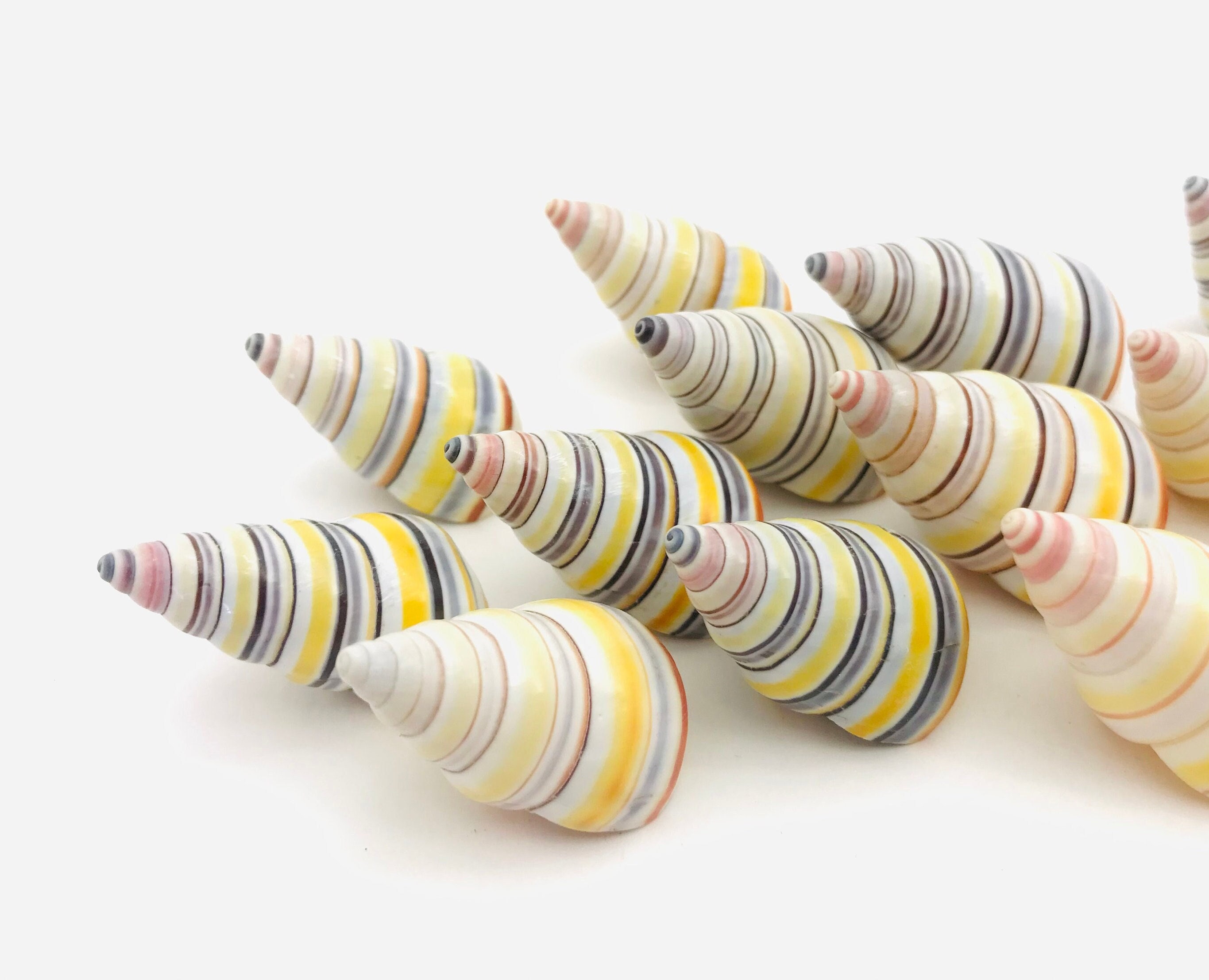 Multicolored Shells, Liguus Virgineus, Land Shell, Snail, Cabinet