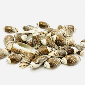 Pode incluir: Um monte de conchas marrons e brancas com um padrão manchado. As conchas são lisas e brilhantes.