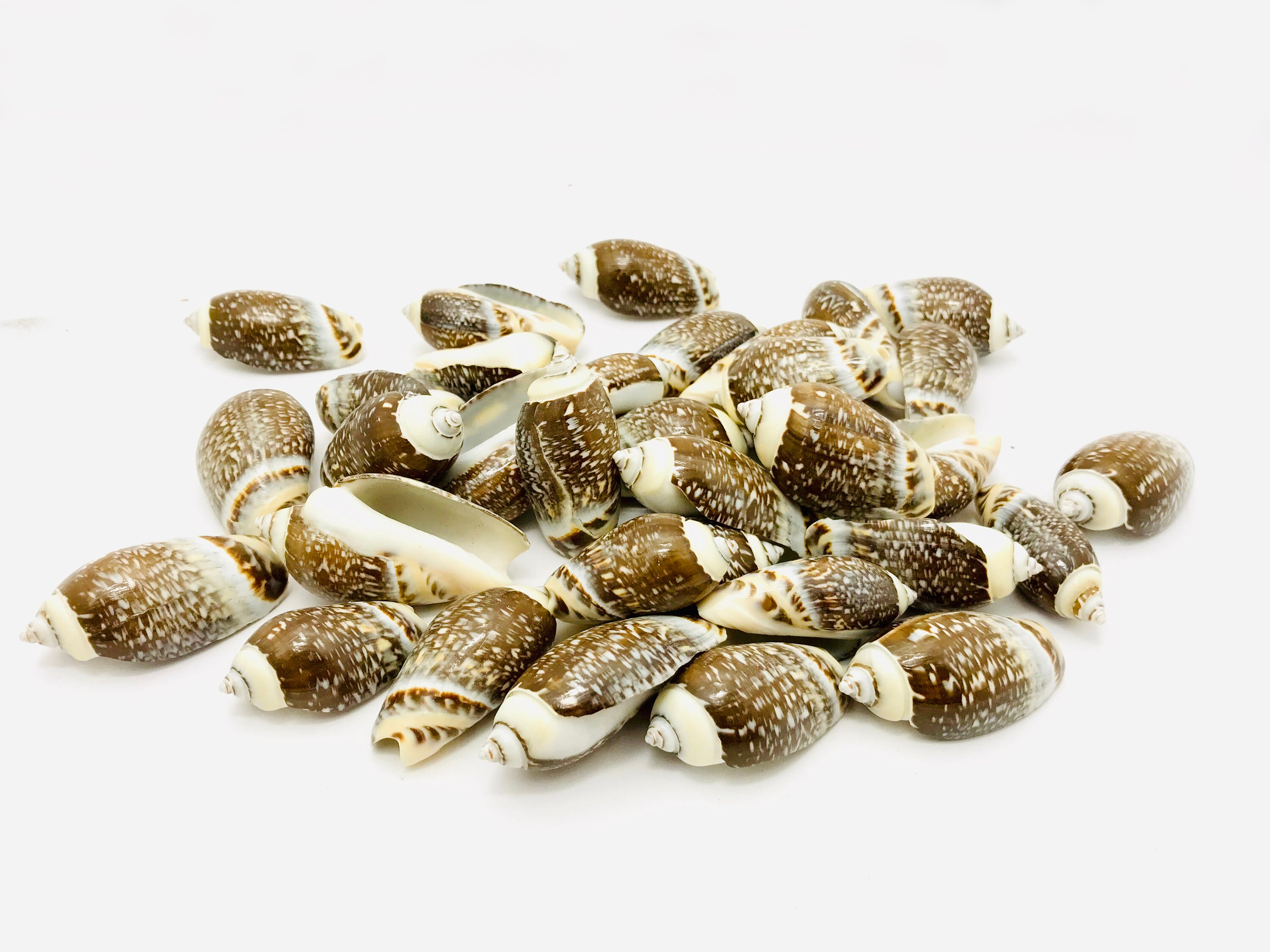 Oliva Gibbosa, Olive, Coquillage, Cabinet de Curiosité, Coquillage Pour Loisirs Créatifs, Marron, Bl