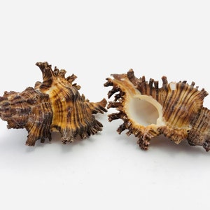Peut inclure: Deux coquillages brun et blanc avec un extérieur texturé et piquant. Les coquillages sont ouverts et montrent l'intérieur de la coquille.
