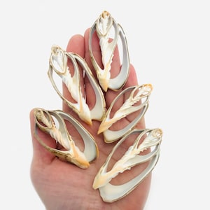 Shell slices, 5 pieces, cut shell, cymbiola, shell heart, curiosity cabinet, shell jewelry, spiral