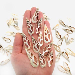Fetta di conchiglia, bullia vittata, artigianato con conchiglia bianca, cuore di conchiglia, mobiletto delle curiosità, taglio di conchiglia, perla