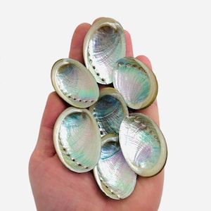Pärlemorsskal - Abalone - Haliotis - Kreativa hobbyer - Kuriosakabinett - Snäcksamling - Snäcksmycken - Pärlemor