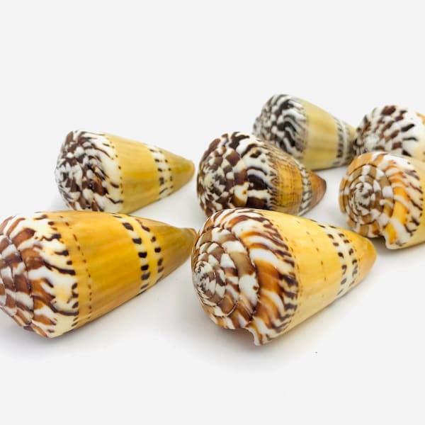 Conus capitaneus, seashell, cone shell, cabinet of curiosities, collector's shell, conus, exotic shell, Conidae