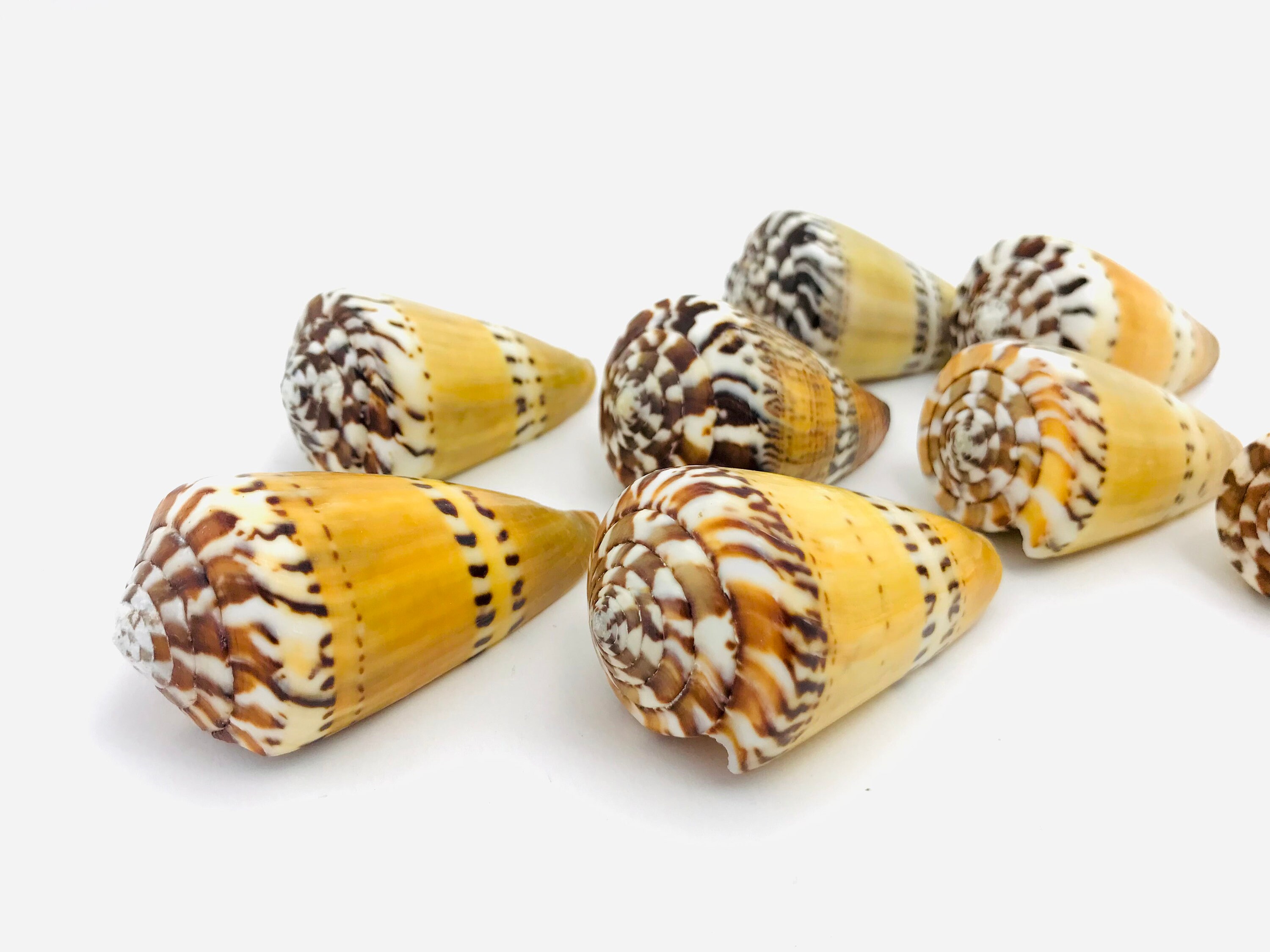 Conus Capitaneus, Coquillage, Coquillage Cône, Cabinet de Curiosité, Collection, Conus, Exotique, Co