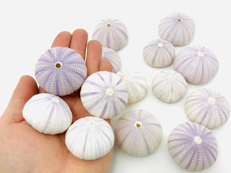 Oursin violet coquille d'oursin test oursin coquillage Etsy