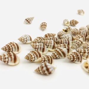 Nassarius, small shell, curiosity cabinet, mini shell, shell for jewelry, natural decoration, nassa shell
