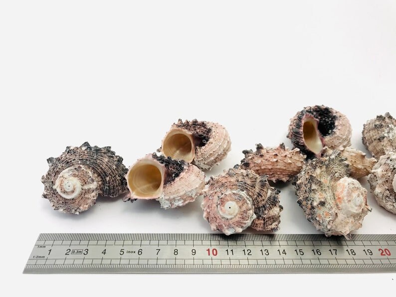 Shell 1 Kilo or 500 Gr - Angaria - Natural Shells for Decoration, Craft ...