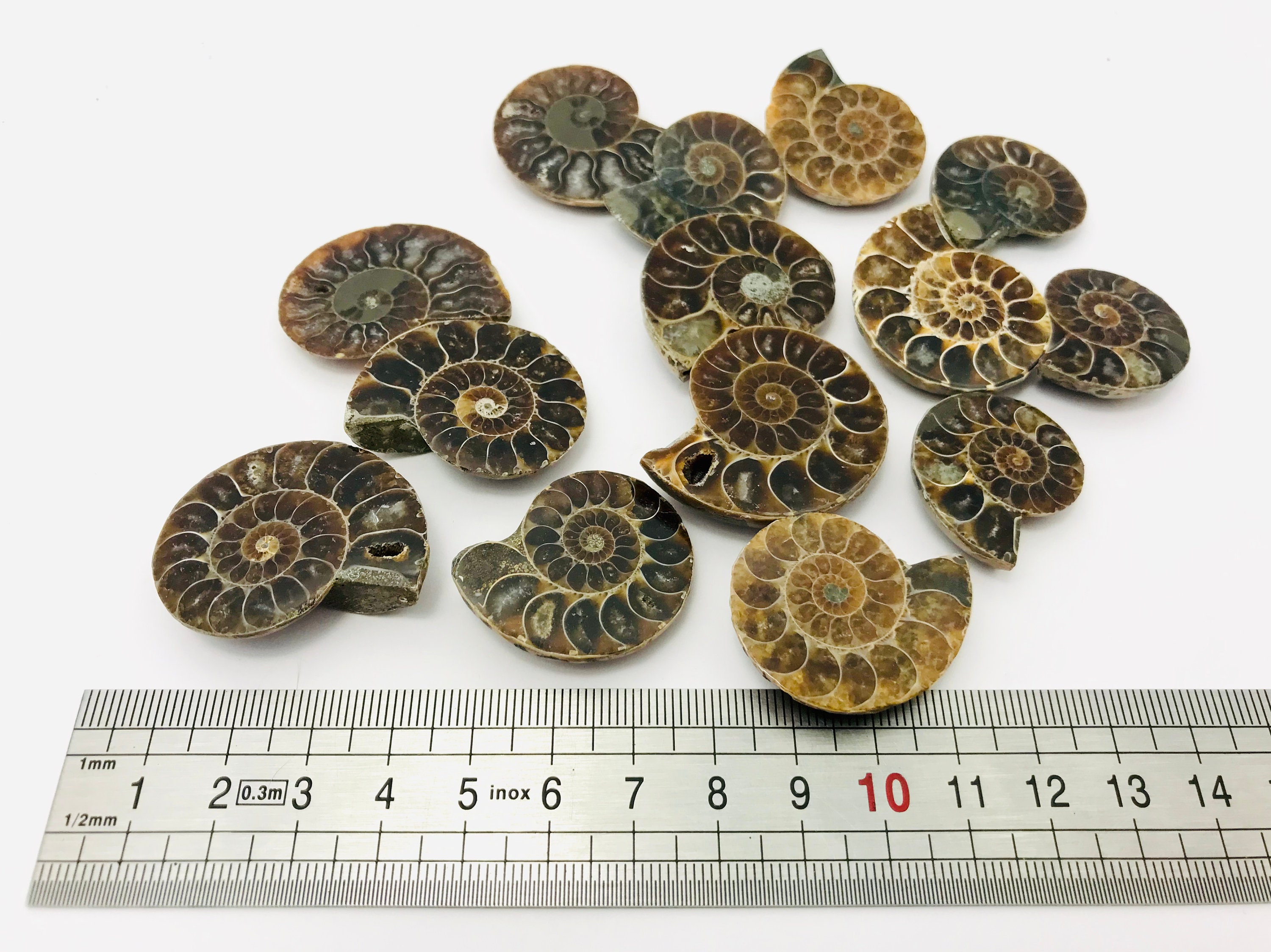 Demi-ammonite Fossile Sciée - 174 Grammes