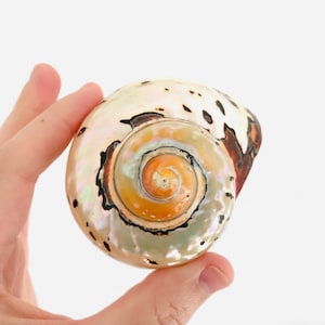 Op de afbeelding: Een grote, iriserende schelp met een bruin en wit patroon. De schelp heeft een spiraalvorm met een lichtoranje centrum.