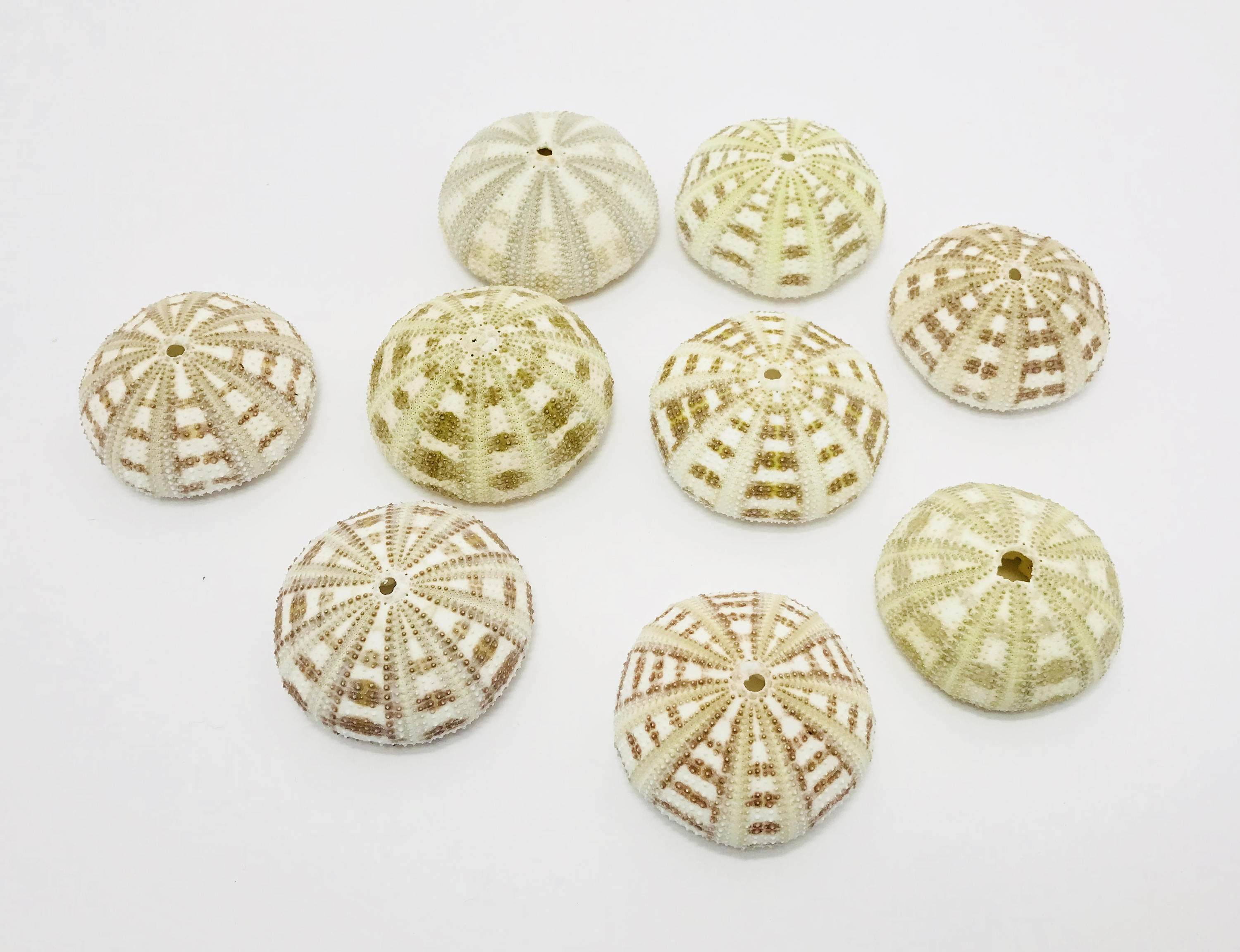 Sea Urchin Sea Urchin White Striped Sea Urchin Urchin Test Etsy