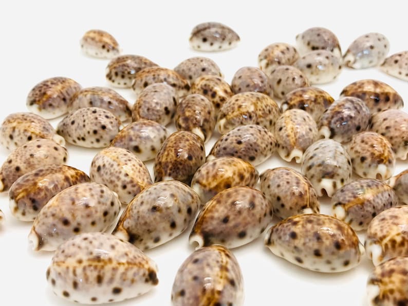 Kentucky Shells Small Seashells, Cypraea Lynx, Cowrie Shells, Cabinet of Curiosities ...