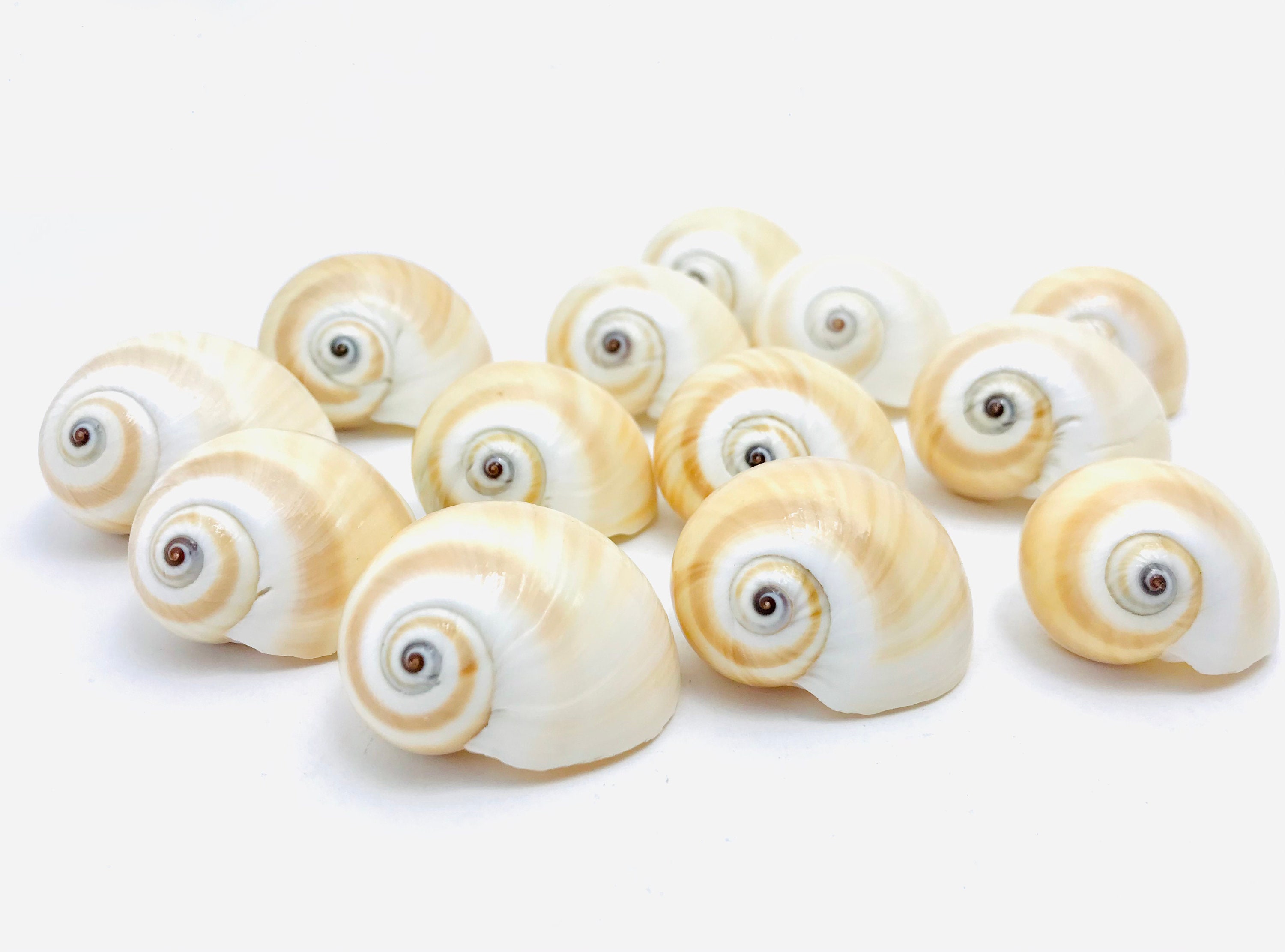 Natica Vitellus, Coquillage, Cabinet de Curiosité, Coquillage Blanc, Petit Taxidermie, Moon Shell, C