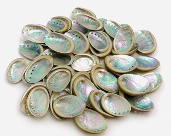 Conchas pequeñas de nácar, abulón, pejerrey, abulón, artesanía, gabinete de curiosidades, colección de conchas, joyería de conchas, nácar