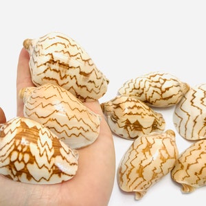 Könnte beinhalten: Eine Sammlung von acht Muscheln mit einem braunen und weißen Zickzackmuster. Die Muscheln sind in einer Hand angeordnet.