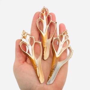 3 slices of shells, cabinet of curiosities, shell decoration, shell heart, shell cup, shell jewelry, Hemifusus