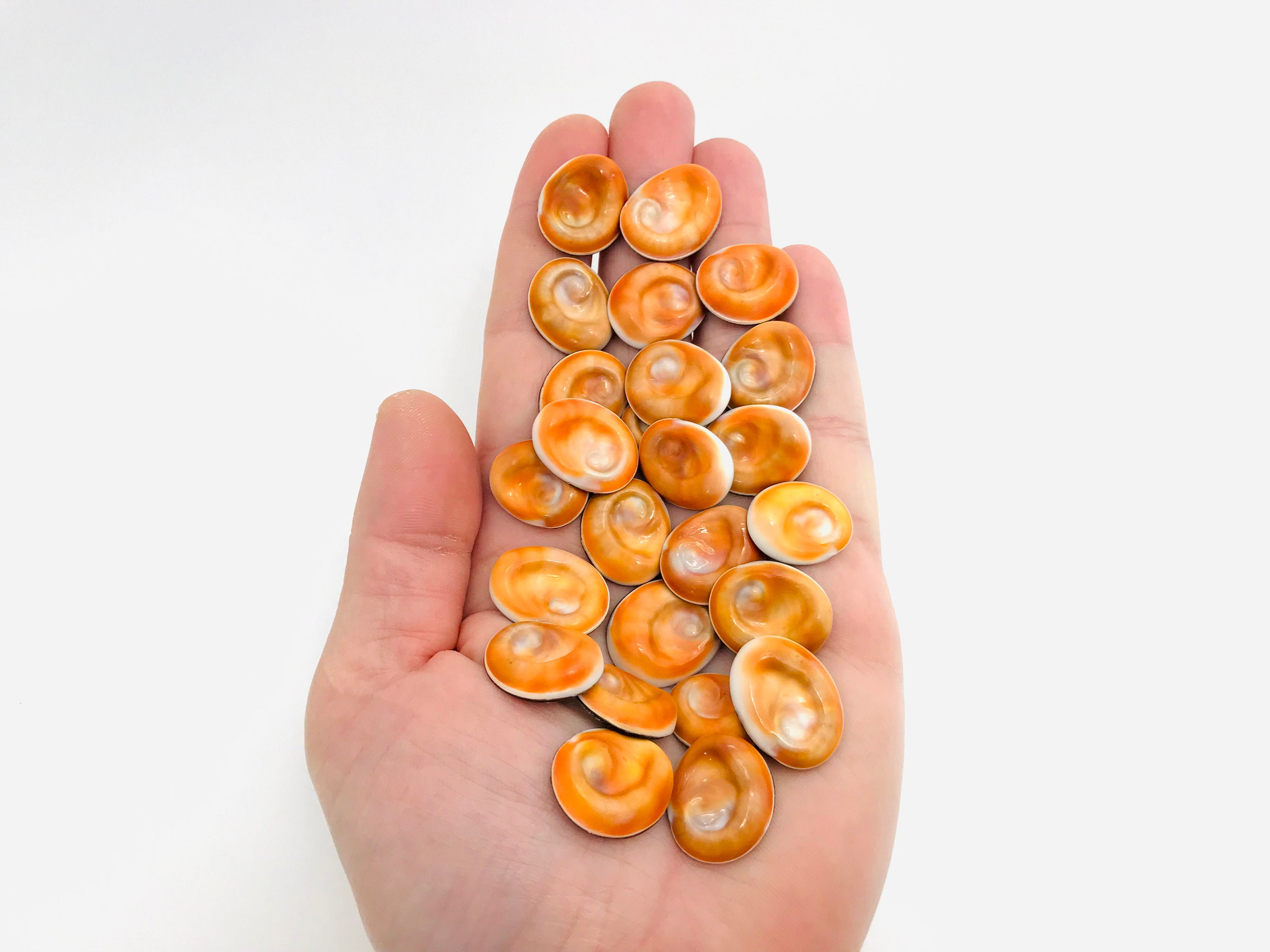 Lot 25 Saint Lucia Eyes, Jewelry Shells, Saint Lucia Eye, Shell