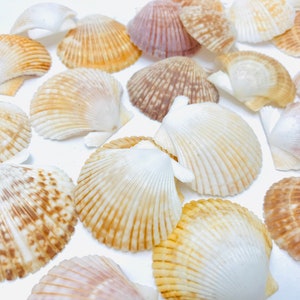 Puede incluir: Una colecci&oacute;n de conchas marinas en varios tonos de blanco, marr&oacute;n y rosa. Las conchas est&aacute;n dispuestas sobre una superficie blanca y tienen una textura natural y org&aacute;nica.