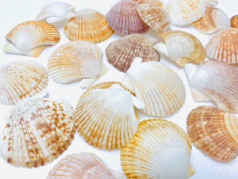 Puede incluir: Una colecci&oacute;n de conchas marinas en varios tonos de blanco, marr&oacute;n y rosa. Las conchas est&aacute;n dispuestas sobre una superficie blanca y tienen una textura natural y org&aacute;nica.