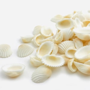 以下が含まれることがあります： 様々なサイズと形の白い貝殻の山。貝殻は滑らかで、自然な虹色の光沢があります。