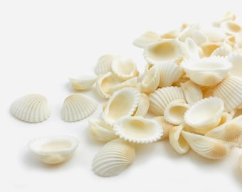 May include: A pile of white seashells of various sizes and shapes. The shells are smooth and have a natural, slightly iridescent sheen.
