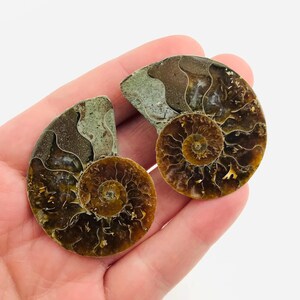 Ammoniet, fossiele ammoniet, kleine ammoniet, paar ammonieten, iriserende ammoniet, fossiel, rariteitenkabinet, Madagaskar