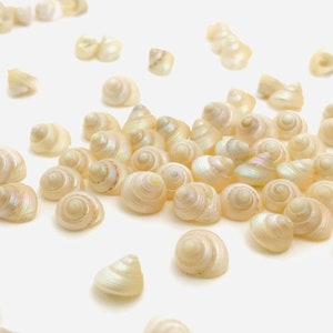 Piccola conchiglia perlata, mini conchiglia bianca, perla di conchiglia, madreperla, conchiglia per la creazione di gioielli, decorazione naturale, trochus