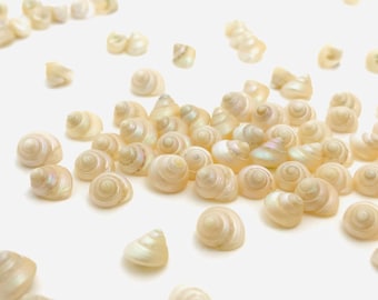Small pearly shell, mini white shell, shell pearl, mother-of-pearl, shell for jewelry making, natural decoration, trochus