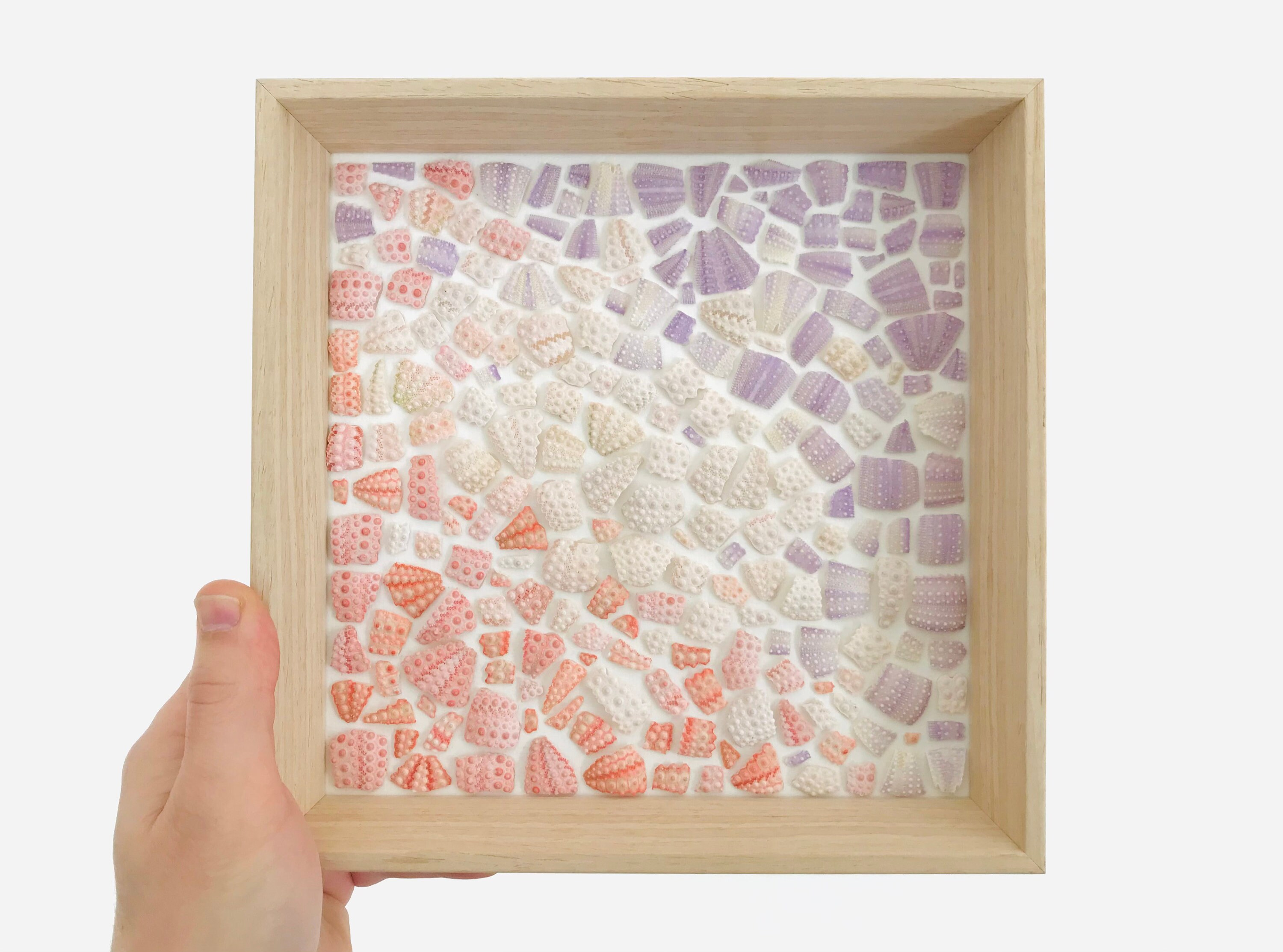 Cadre Coquillage, Fragment Oursin, Tableau Cabinet de Curiosité, Oursin Rose, Violet, Cadre Pastel, 