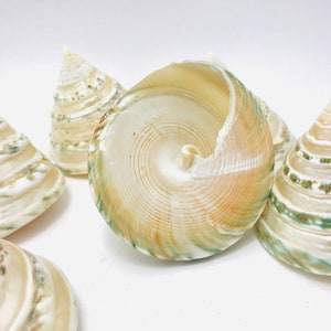 Trocha, coquillage nacré, décoration table, trochus, coquillage vert, décoration aquarium, grand coquillage, coquillage collection, seashell image 2